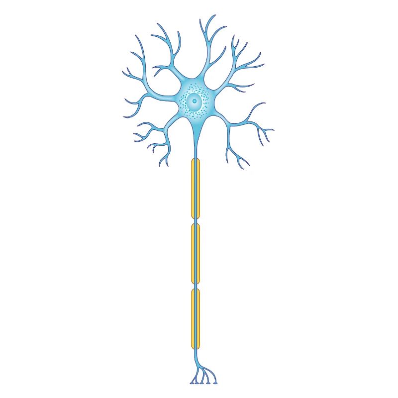 Neuron