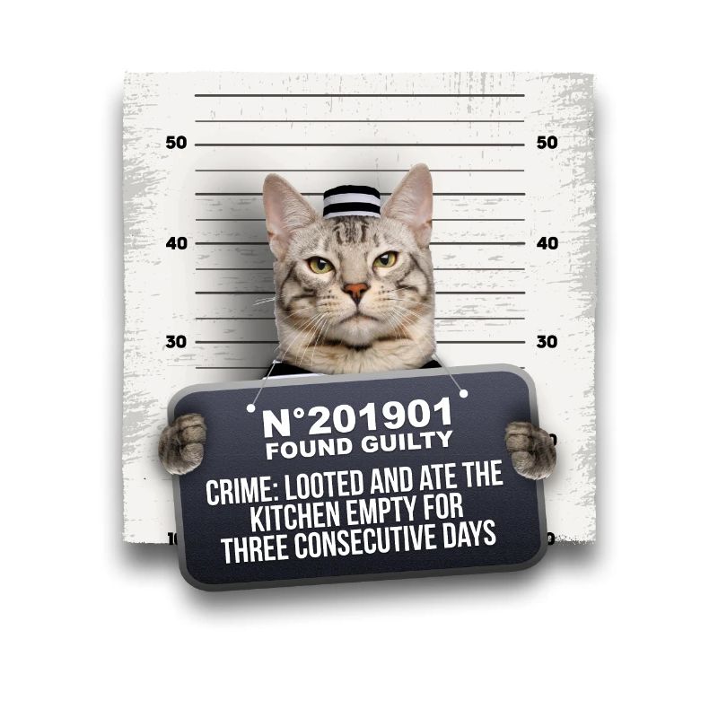 Criminal cat