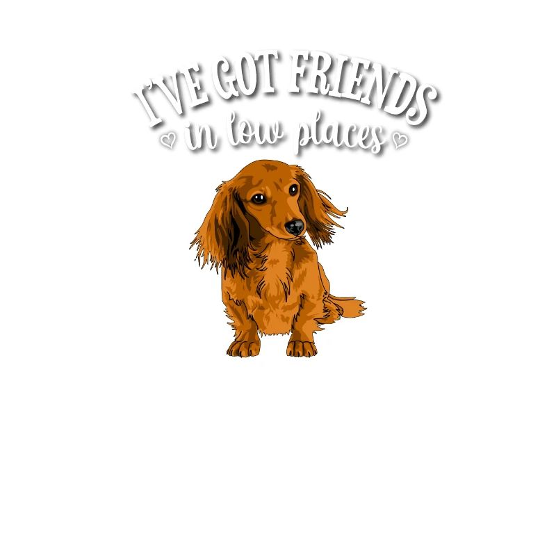 Long Haired Dachshund