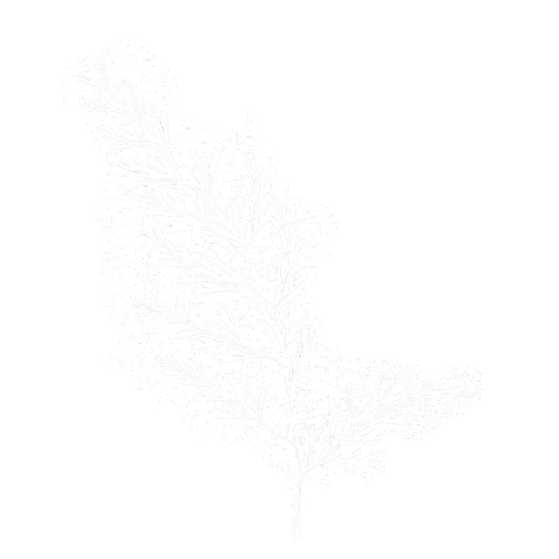 Fern Leaf