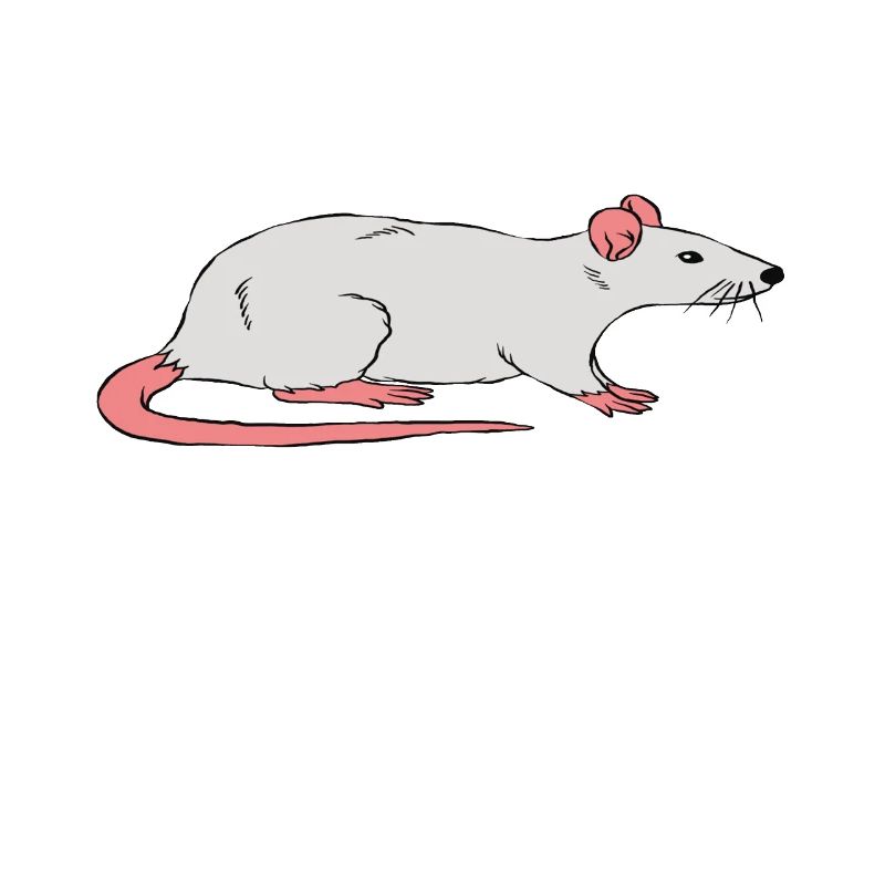 Mon rat est mon préféré