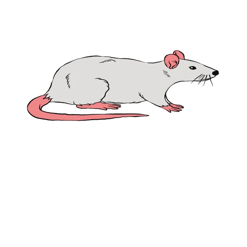 La mère du rat mignon
