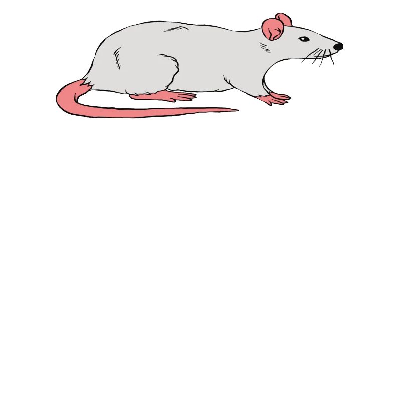 Si je n’apporte pas mon rat