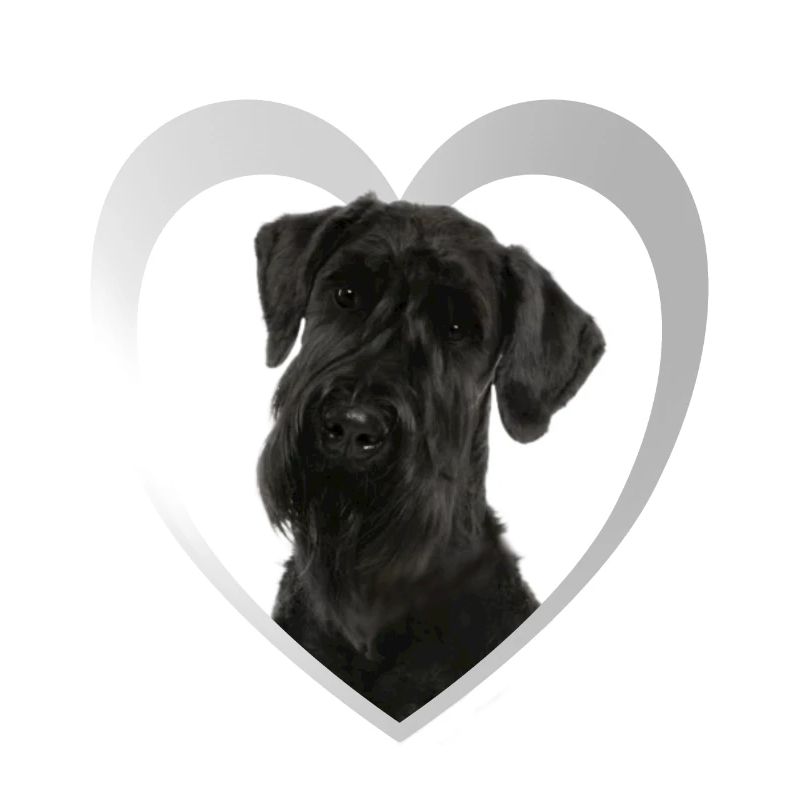 Cœur de Schnauzer géant - J’aime le Schnauzer géant