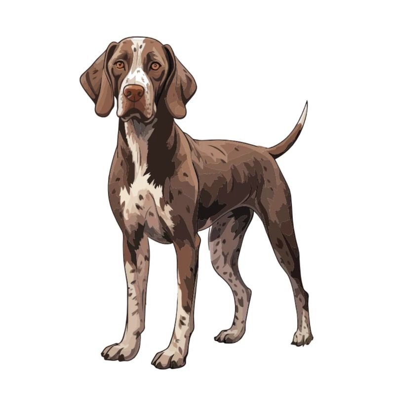 Deutsch Kurzhaar Hund - German Shorthaired Pointer