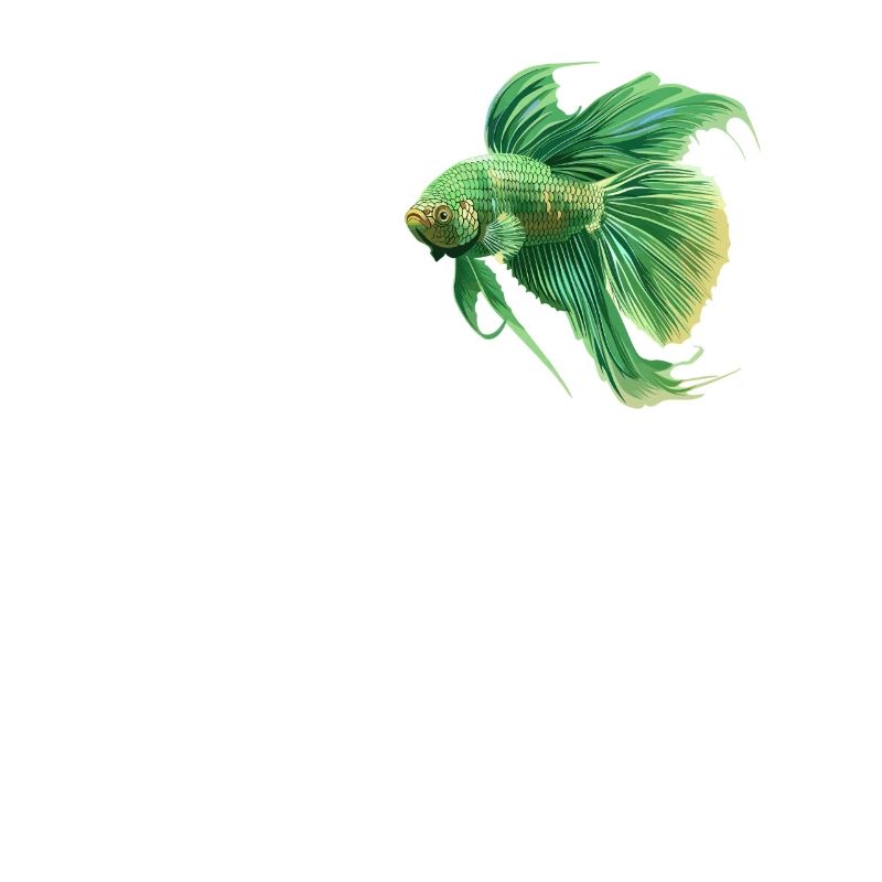 Bettas Betta Poisson Betta