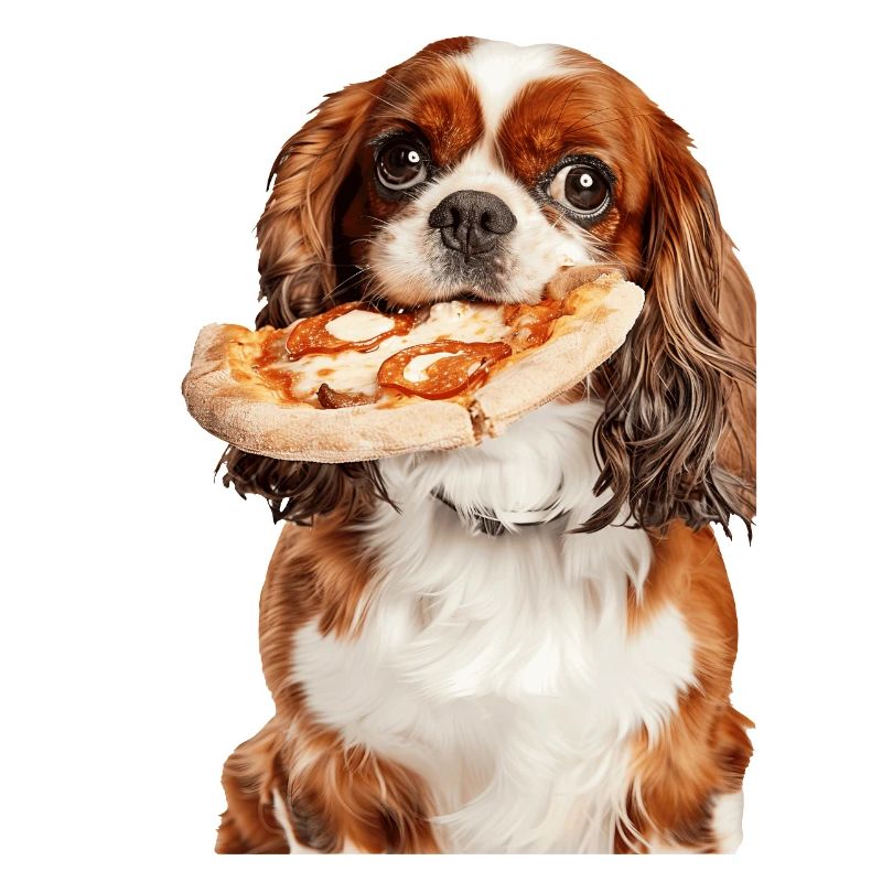 Cavalier King Spaniel