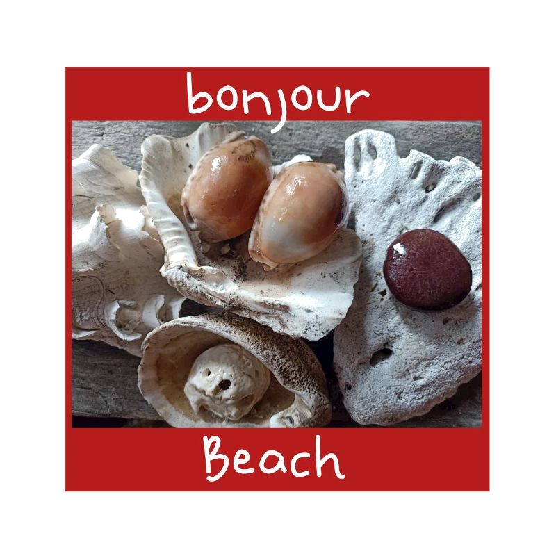 Shells Photo