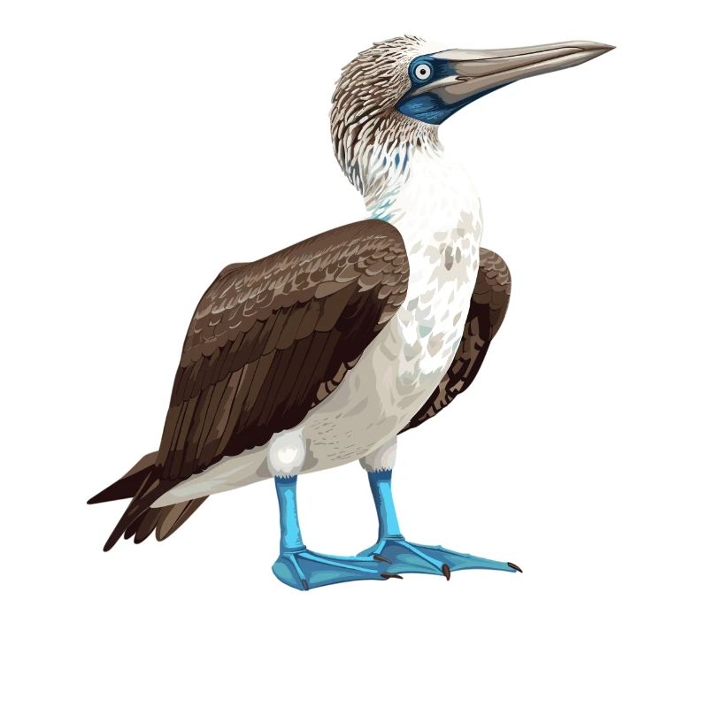 Blue-footed booby