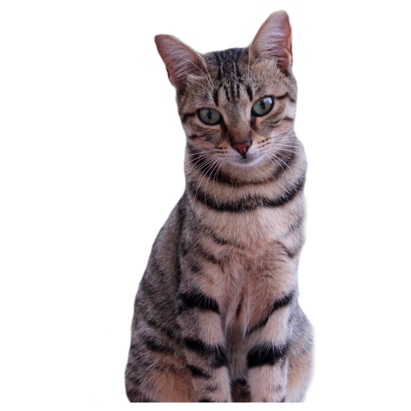 Katze Kätzchen