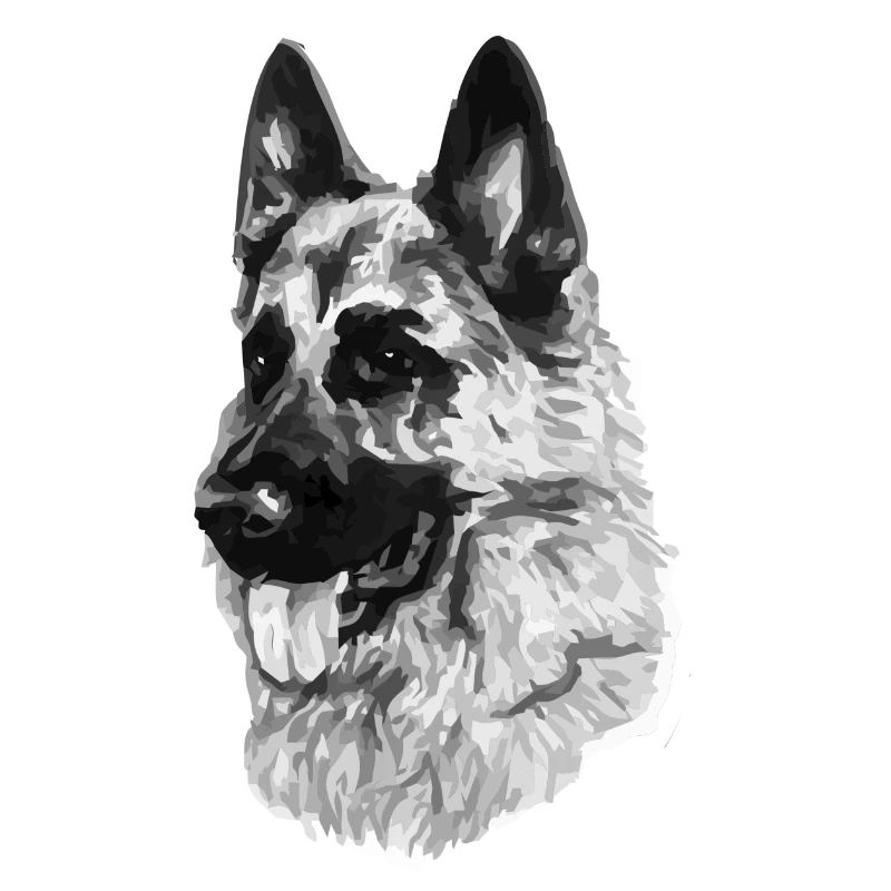 German shepherd
