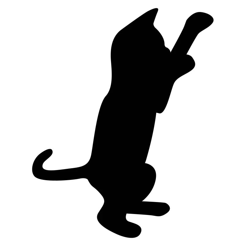 cat kitten