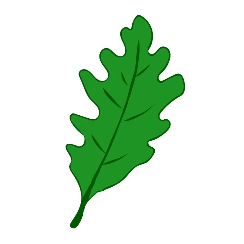 Eiche - Eichenblatt