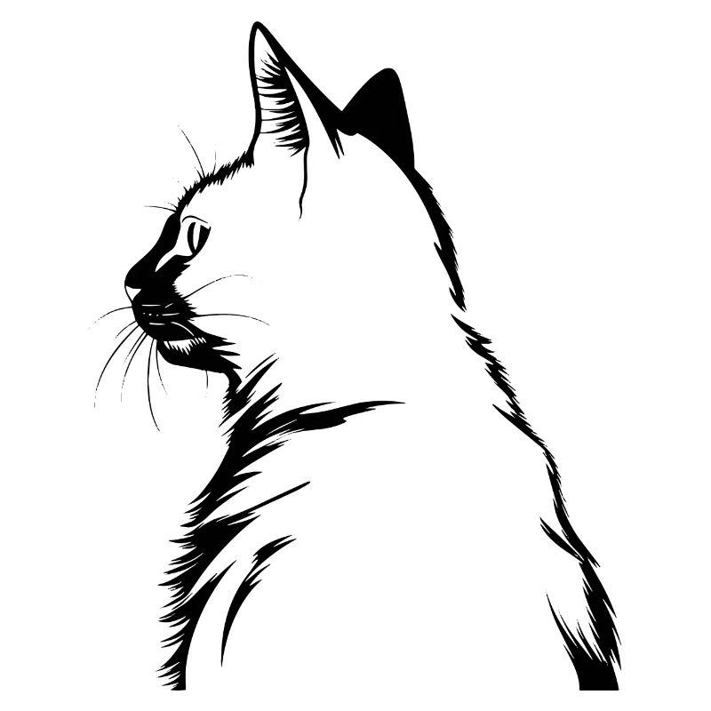 Chat, Motif De Chat