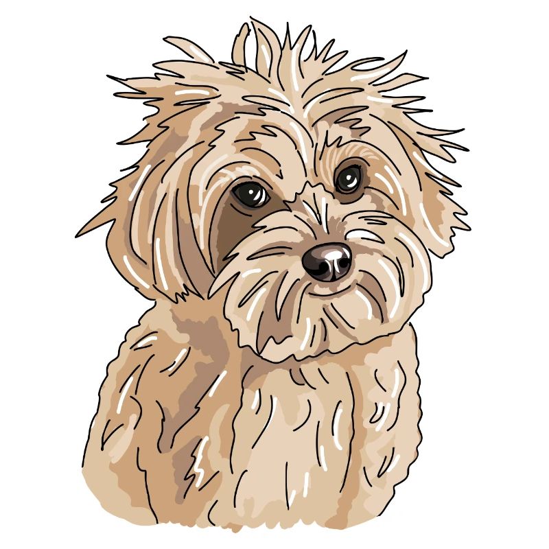 Havanese