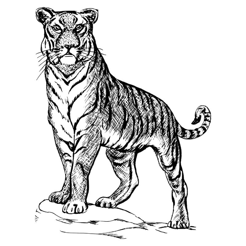 Tiger black and withe