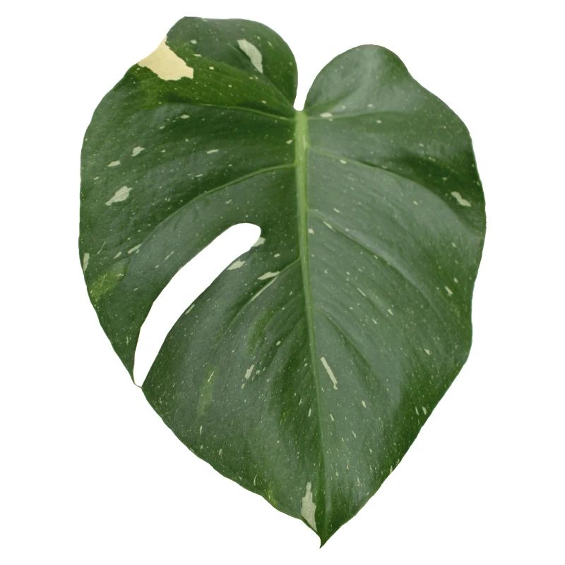 Monstera leaf