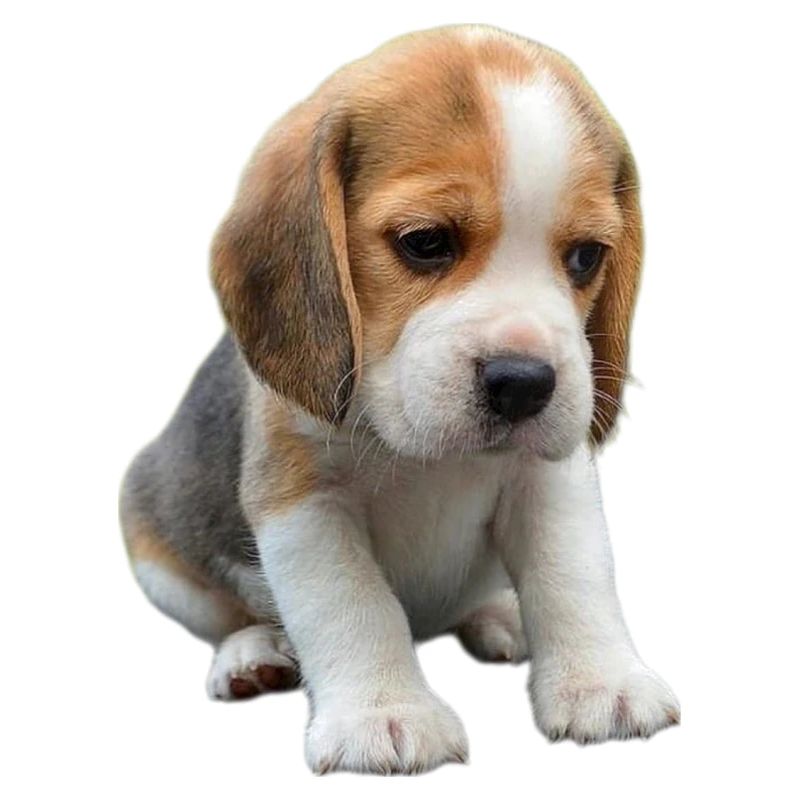 Beagle