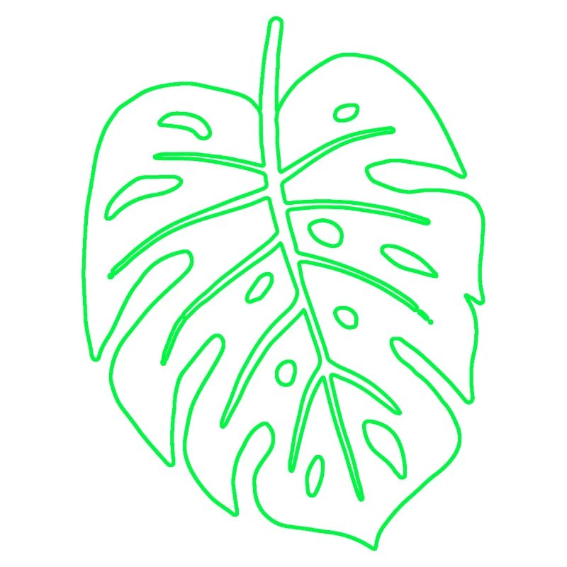 Feuille de Monstera