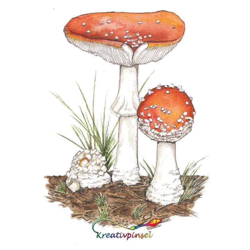 Toadstool