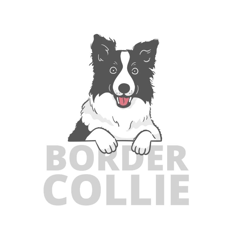 Mon Border collie ne veut pas 2