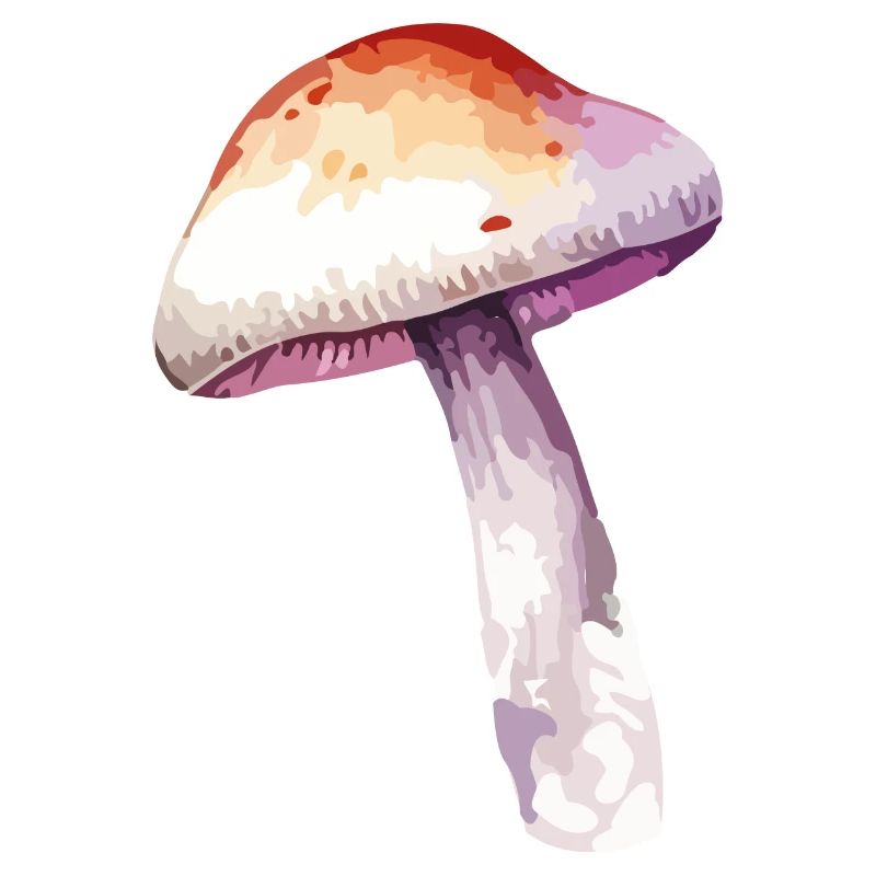 champignon