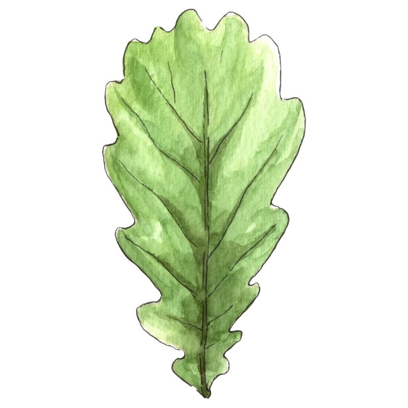 Feuille d'un chêne
