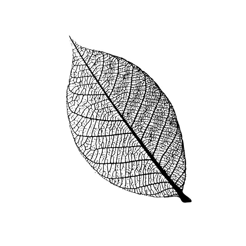 leaf tree forest skeleton pattern nerve love heart