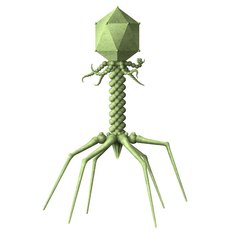 Phage