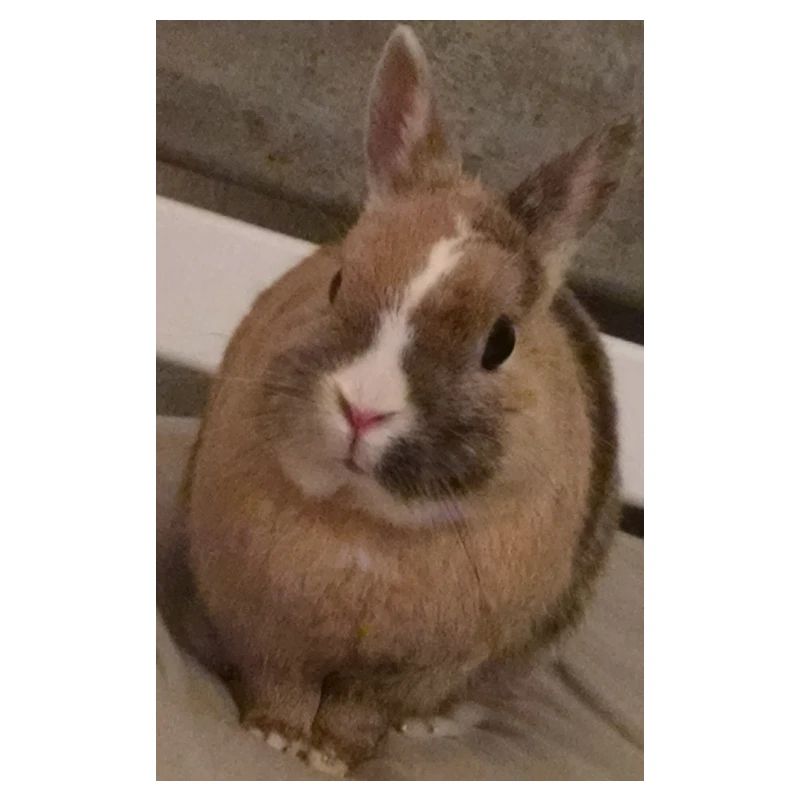 Lapin