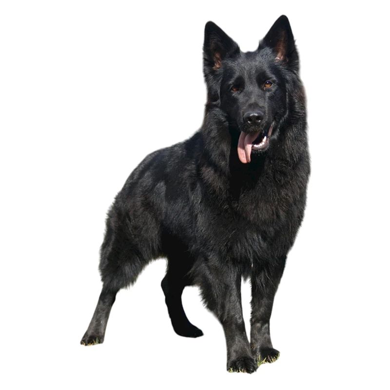 schwarzer Schäferhund