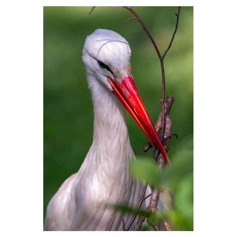 Weißstorch oder Klapperstorch