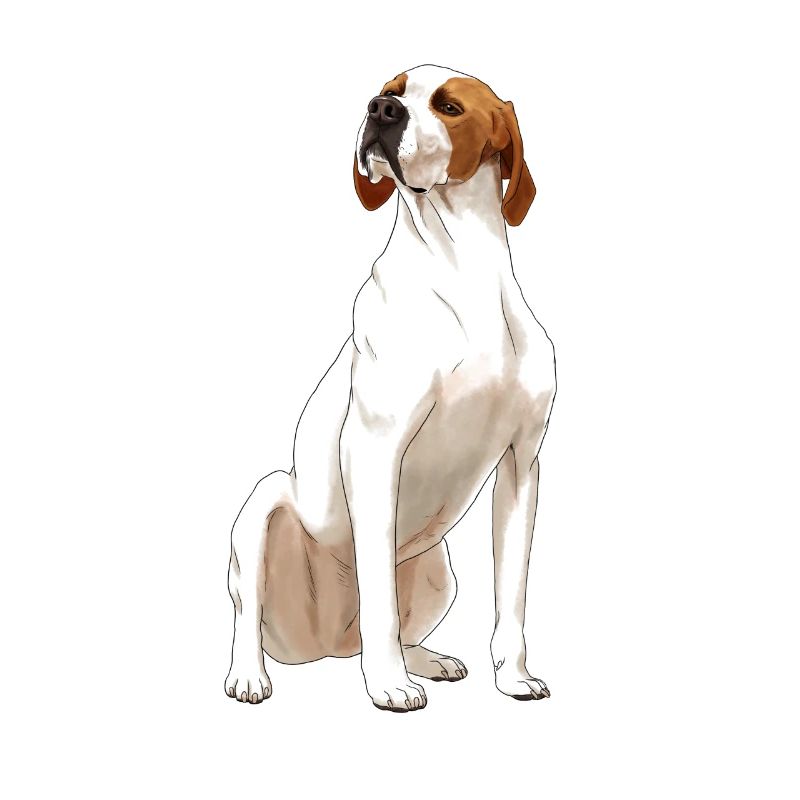Sitting English Pointer Dog