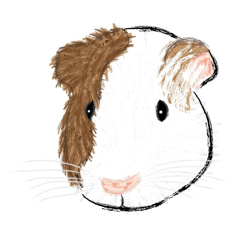 Design with a smooth-haired guinea pig