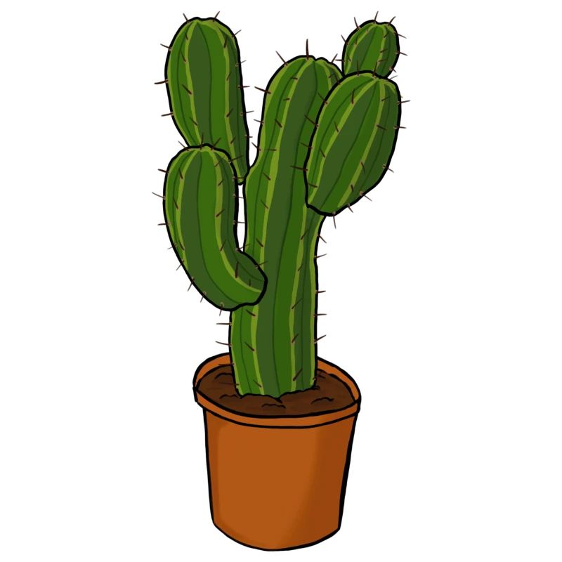 Cactus