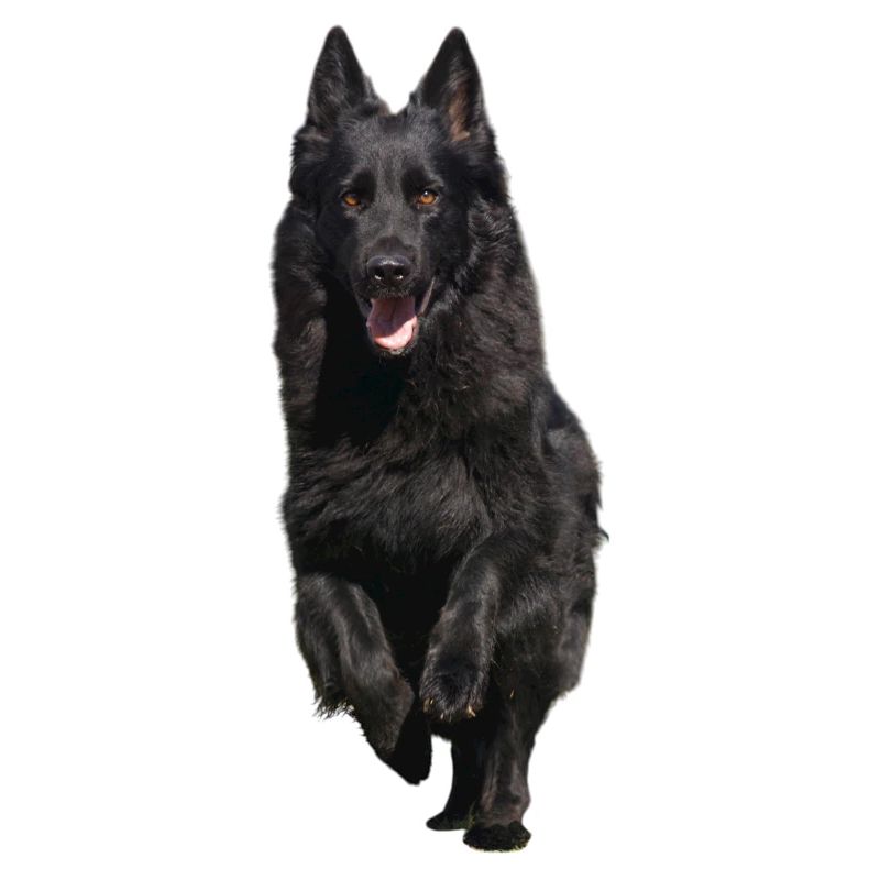 black shepherd front