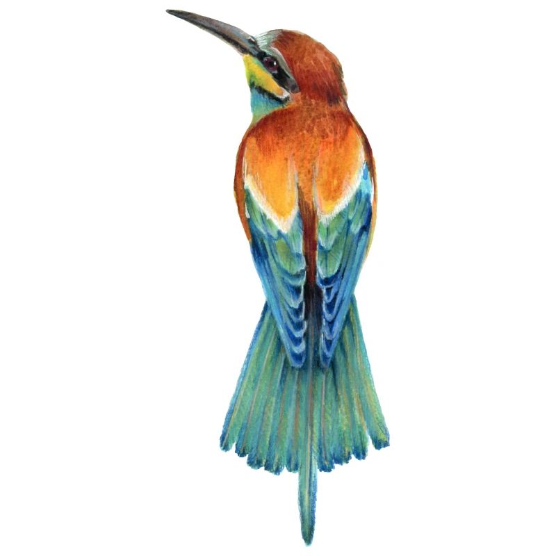 Bee-eater