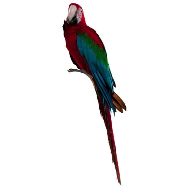 Longue queue d’ara