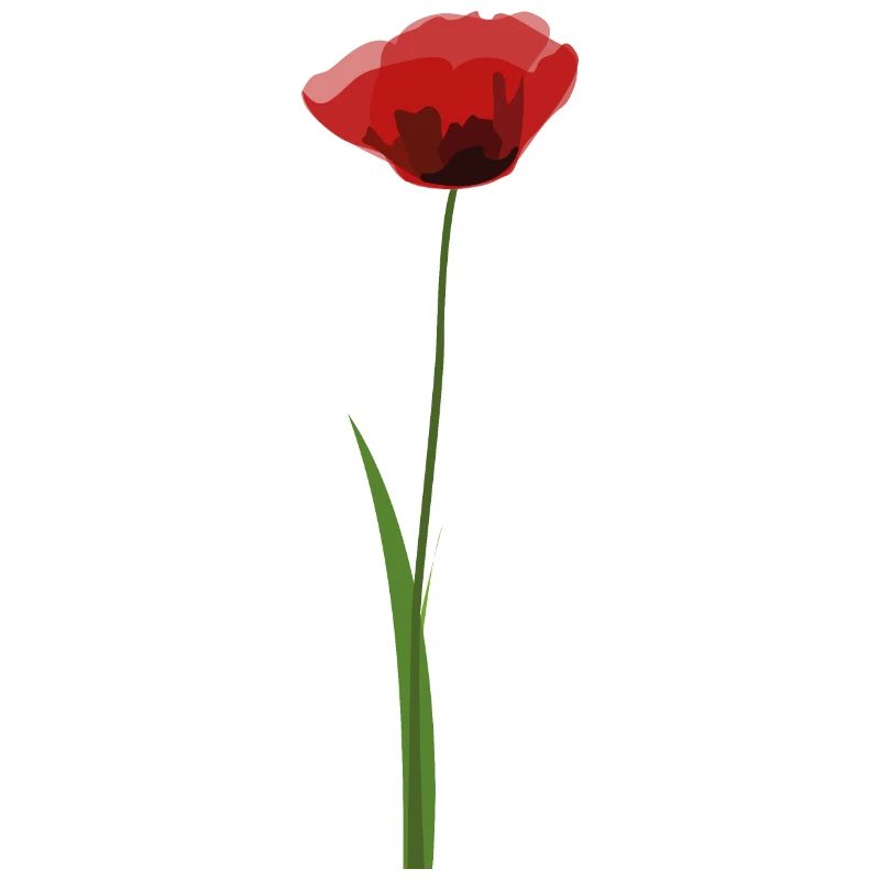Mohn