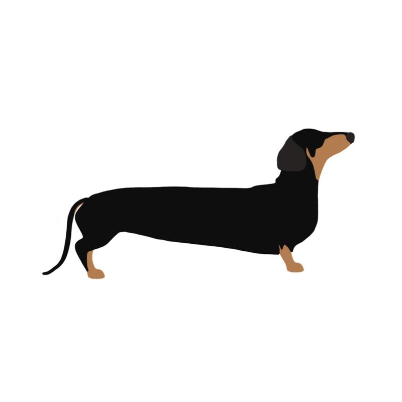 Daschund / Wursthund