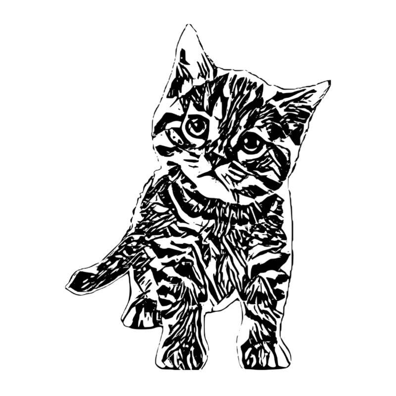 kitten