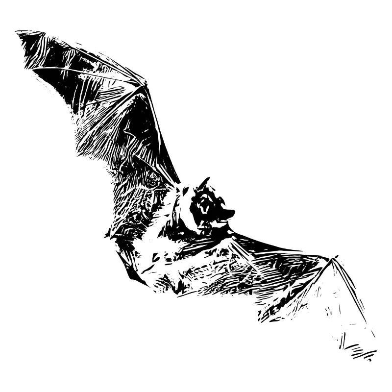 bat