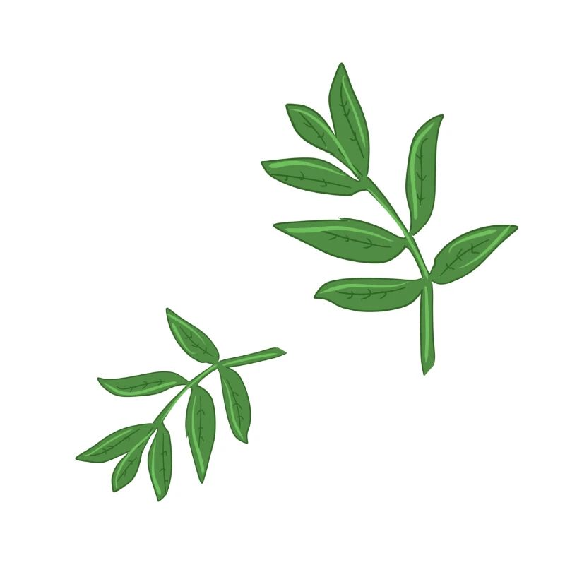 leaves plant spring natural pattern leaf