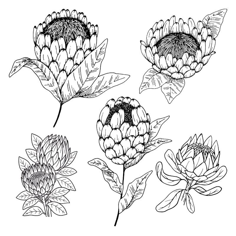 Groupe de fleurs protea