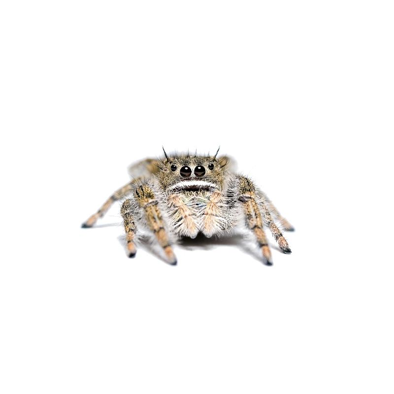 Phidippus texanus jumping spider, spring spinne.