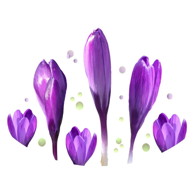 Crocuses