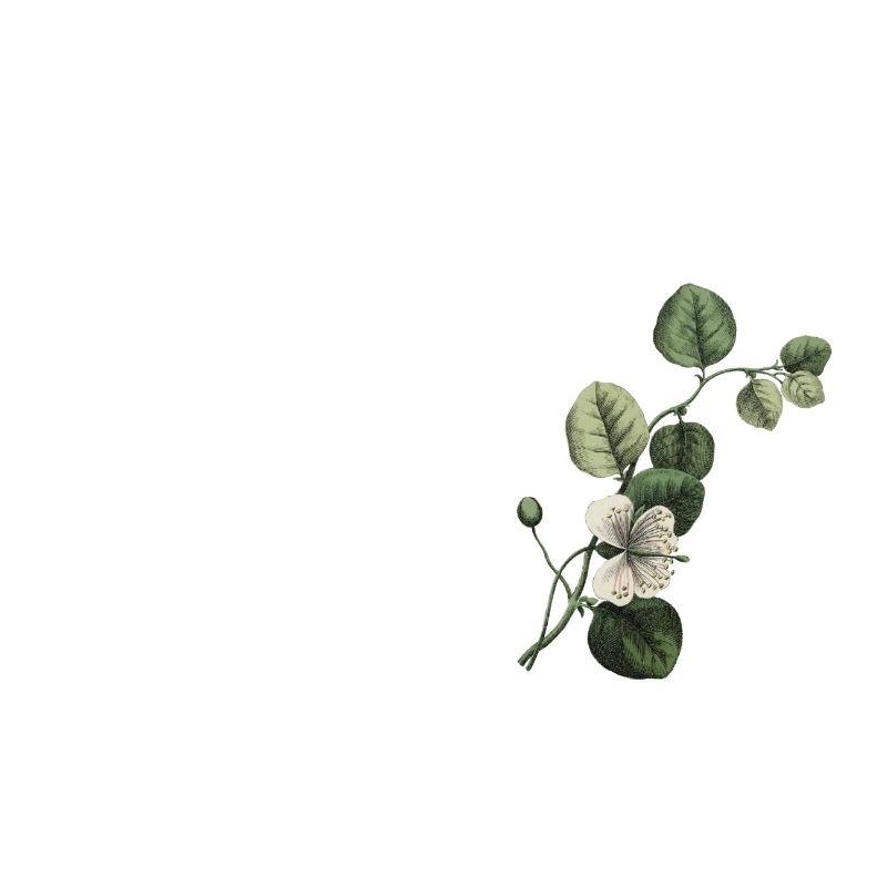 Nummer 33 Blumengrün - 33. Blumengeburtstag