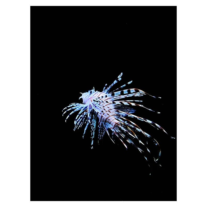 Ein Feuerfisch auf schwarzem Hintergrund