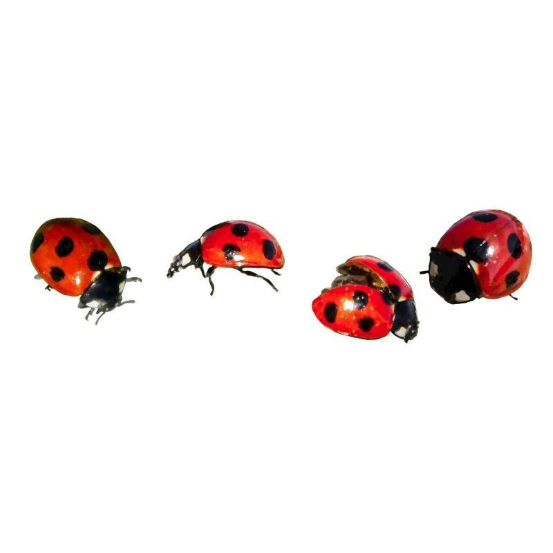 4 Coccinelle Persants