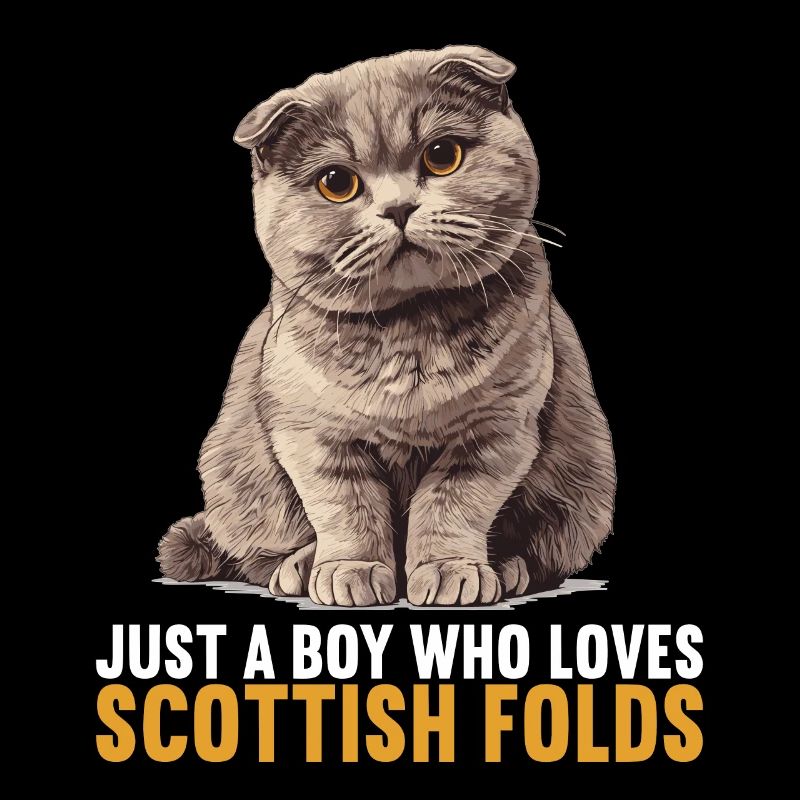 Scottish Fold Kätzchen Scottish Fold Katze